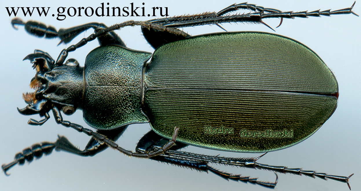 http://www.gorodinski.ru/carabus/Pachycarabus imitator katherinae.jpg